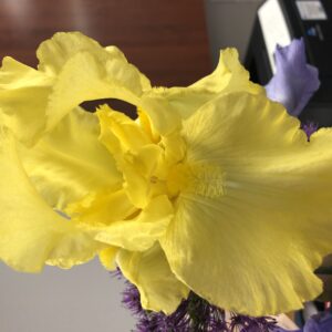 Harvest of Memories Reblooming Bearded Iris