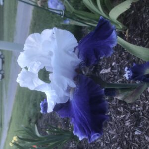Mariposa Skies Reblooming Bearded Iris