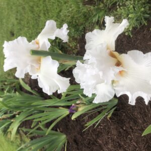 Immortality Reblooming Bearded Iris