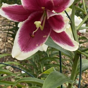 Beverly Dreams Oripet Lily