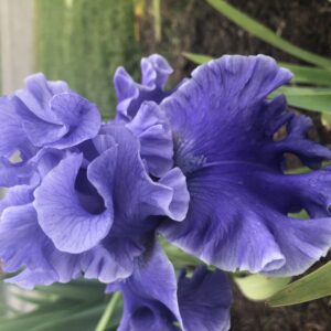 Sea Power reblooming bearded iris