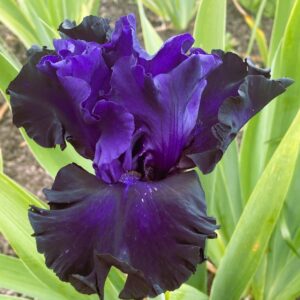 Black Lipstick bearded Iris