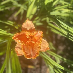 Gretchen Apps Day Lily