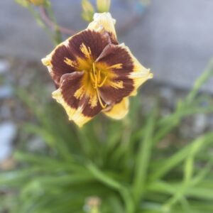 Tiger Blood Day Lily