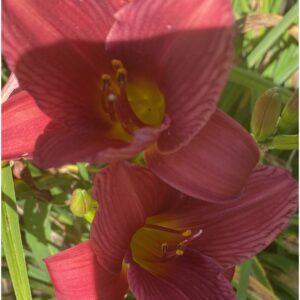 Pardon Me day lily