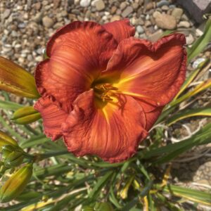 Desert Flame Day Lily
