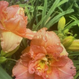 Lilylands Melon Day Lily Bare Root