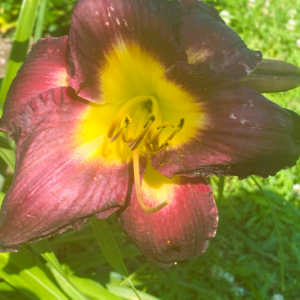 Black Ambrosia Day Lily