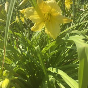 Buttered Popcorn Day Lily